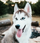 狗