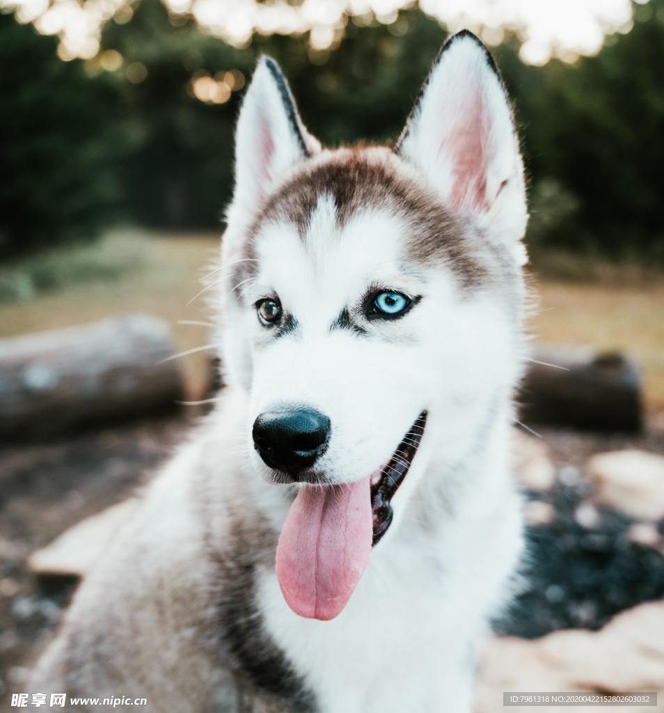 狗