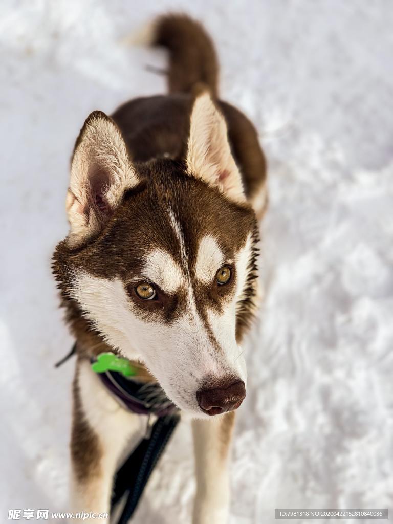 狗