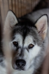 狗