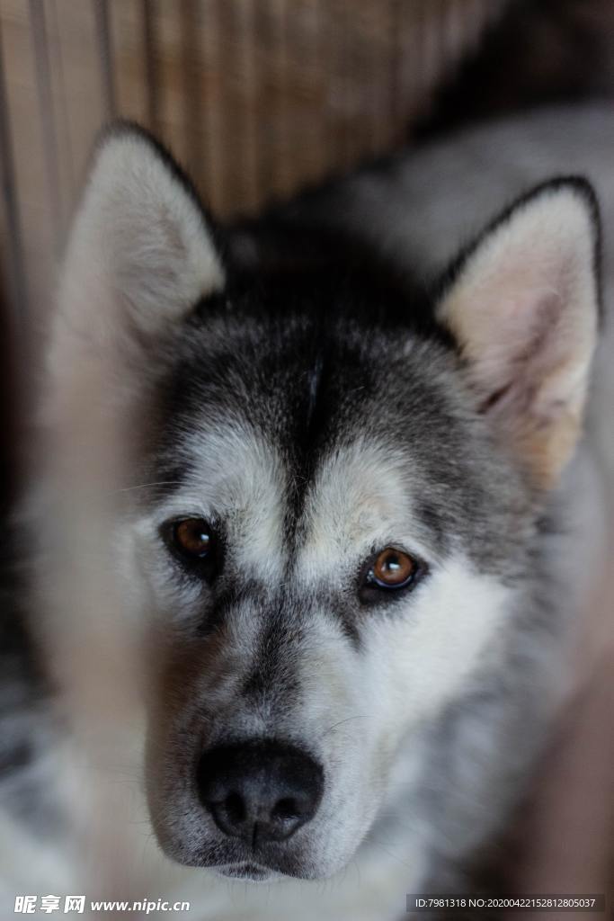 狗