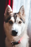 狗