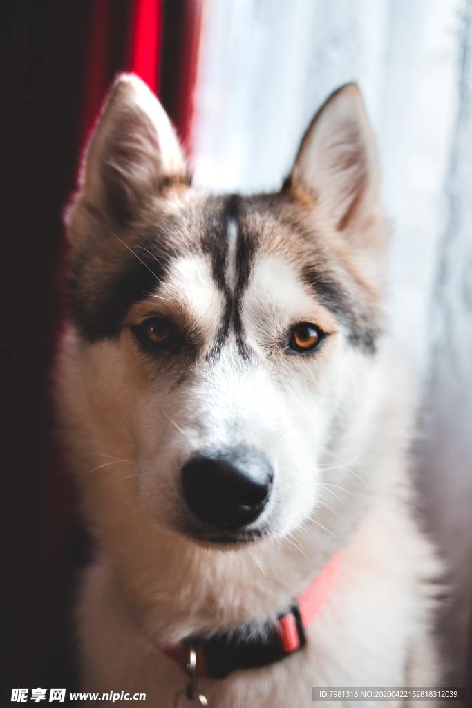 狗