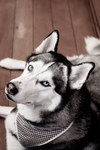 狗