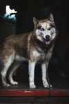 狗