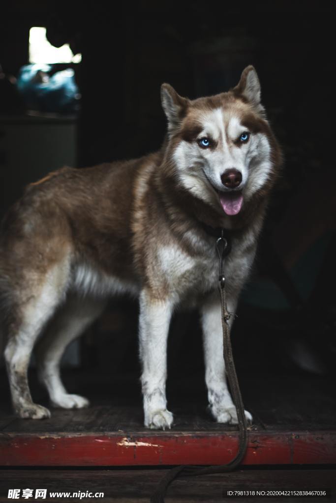 狗