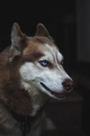 狗