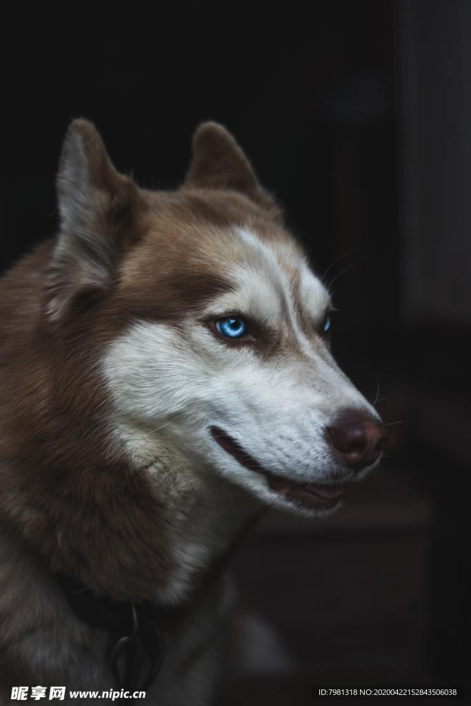 狗