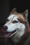 狗