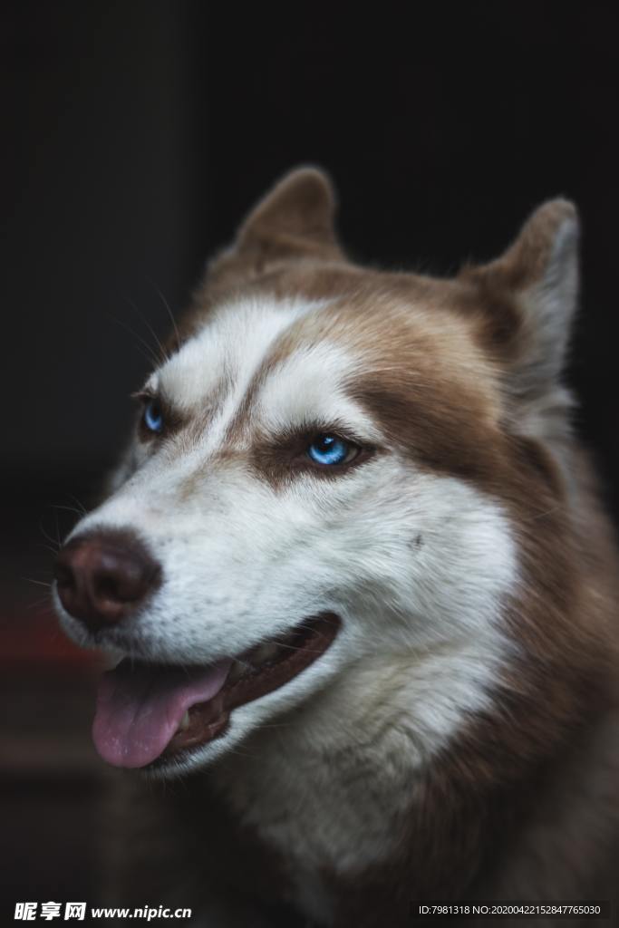 狗