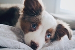 狗