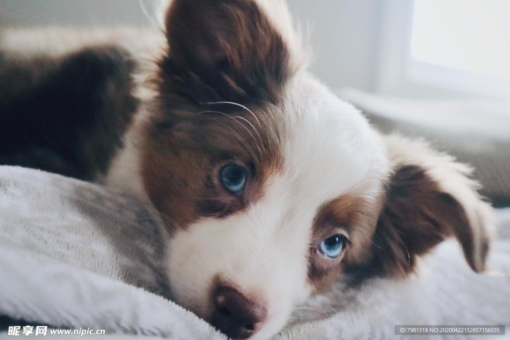 狗