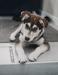 狗