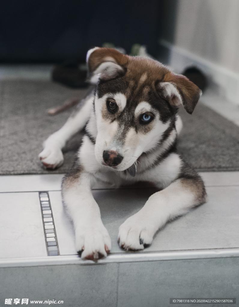狗