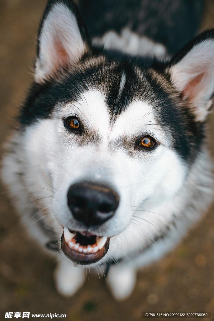 狗