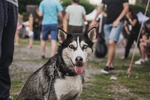 狗