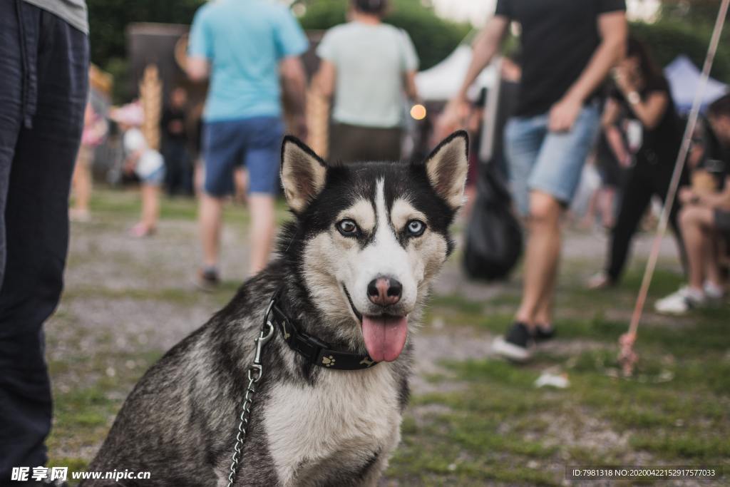 狗