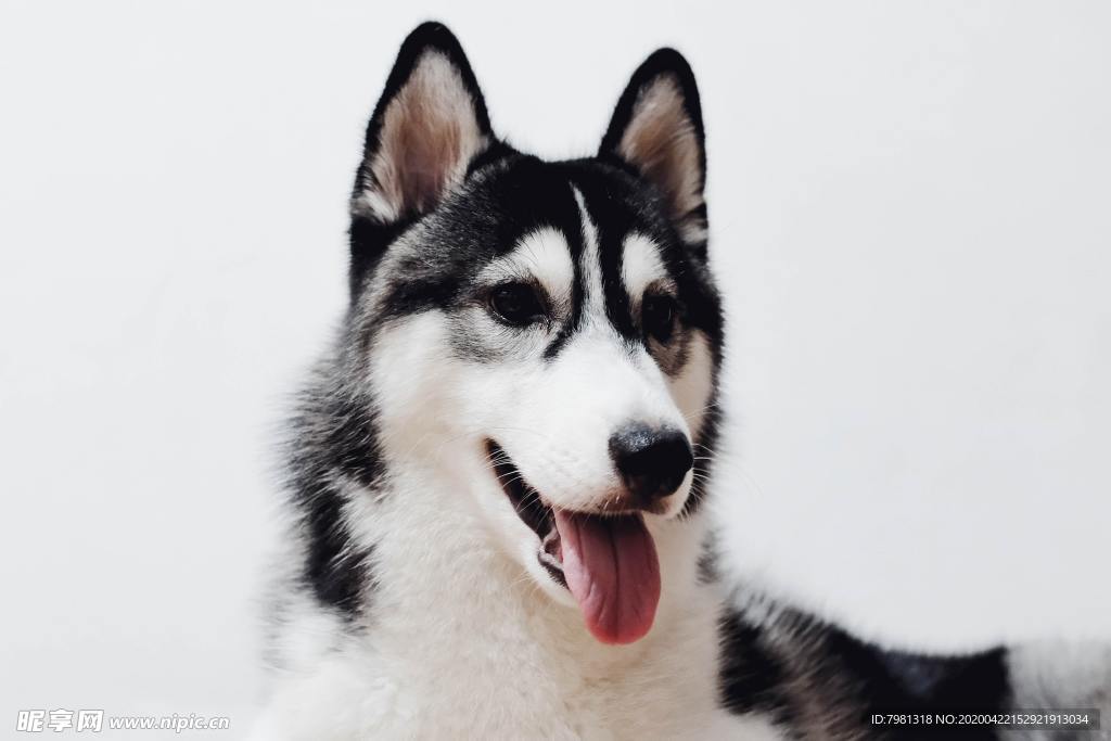 狗