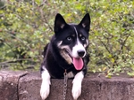 狗