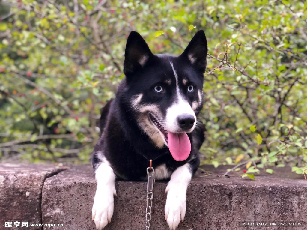 狗