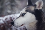 狗