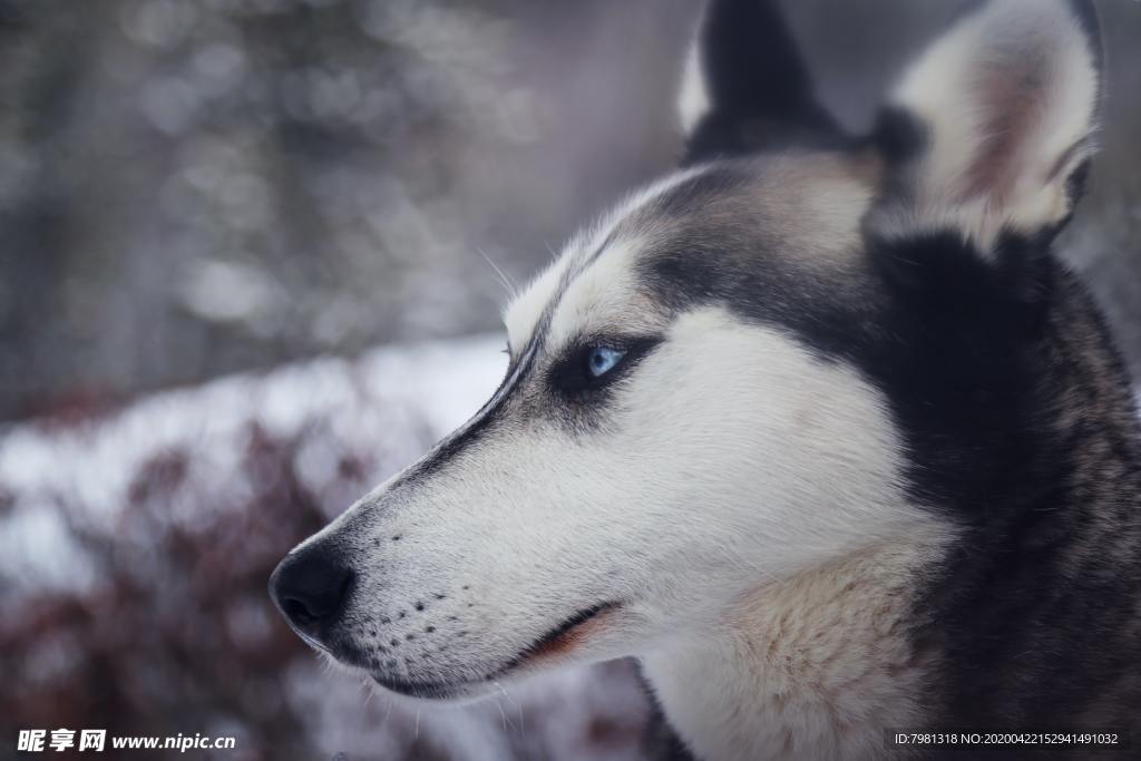 狗