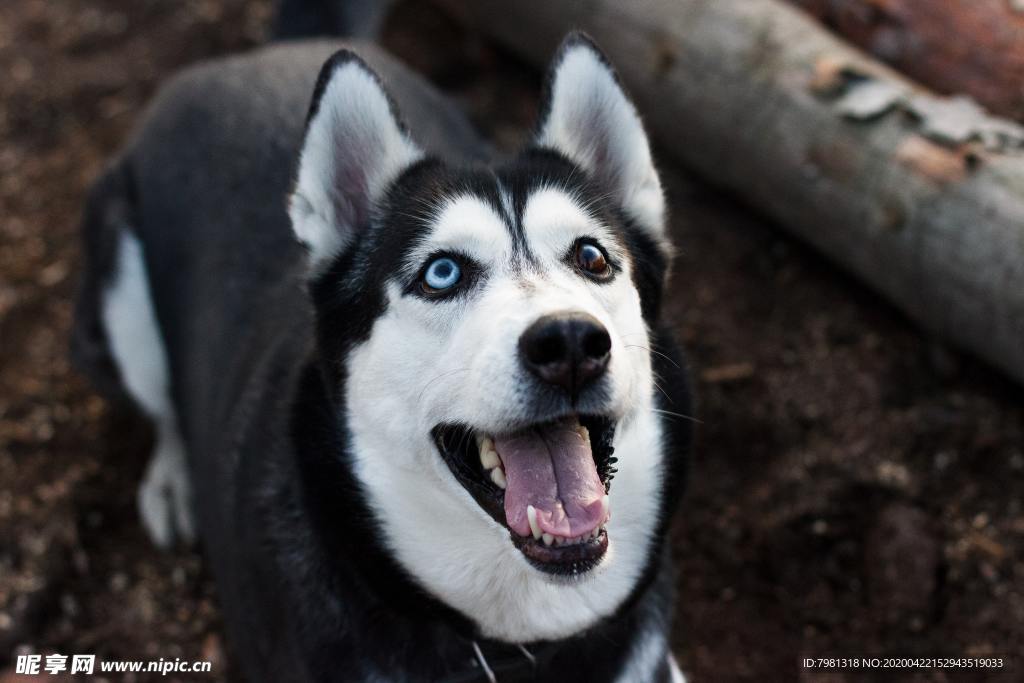 狗