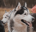 狗