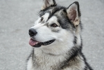 狗