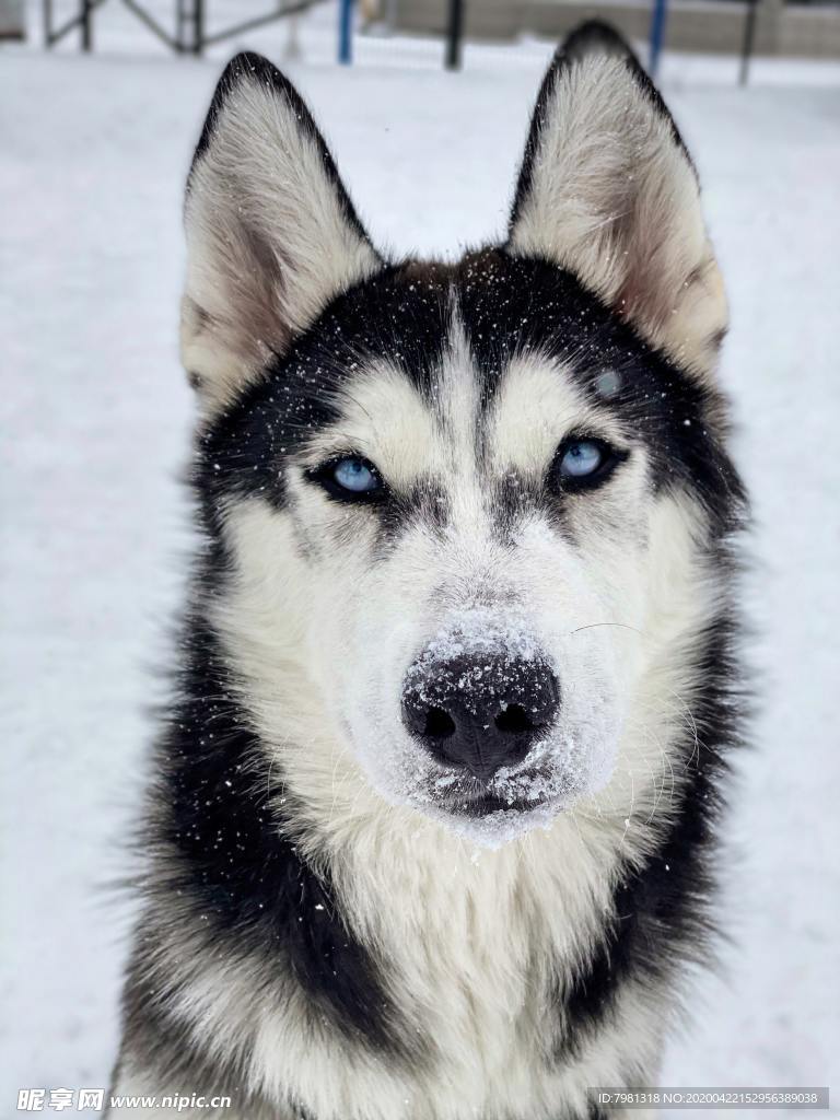 狗