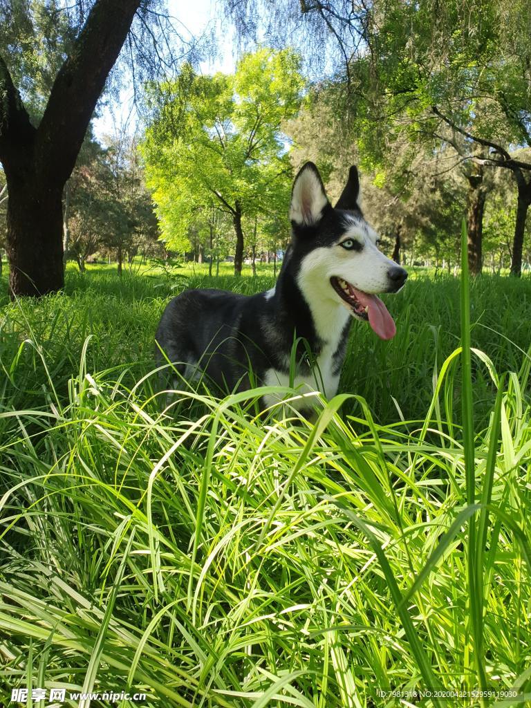 狗