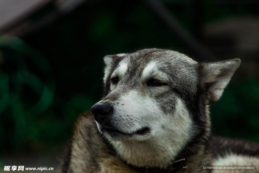 狗