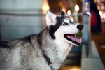 狗