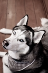 狗