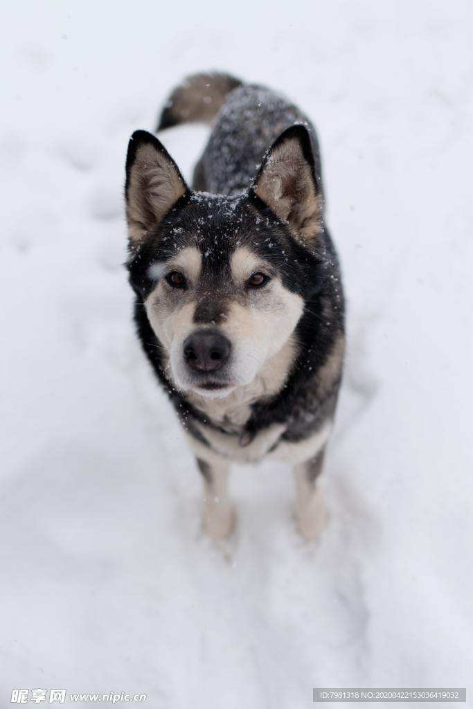 狗