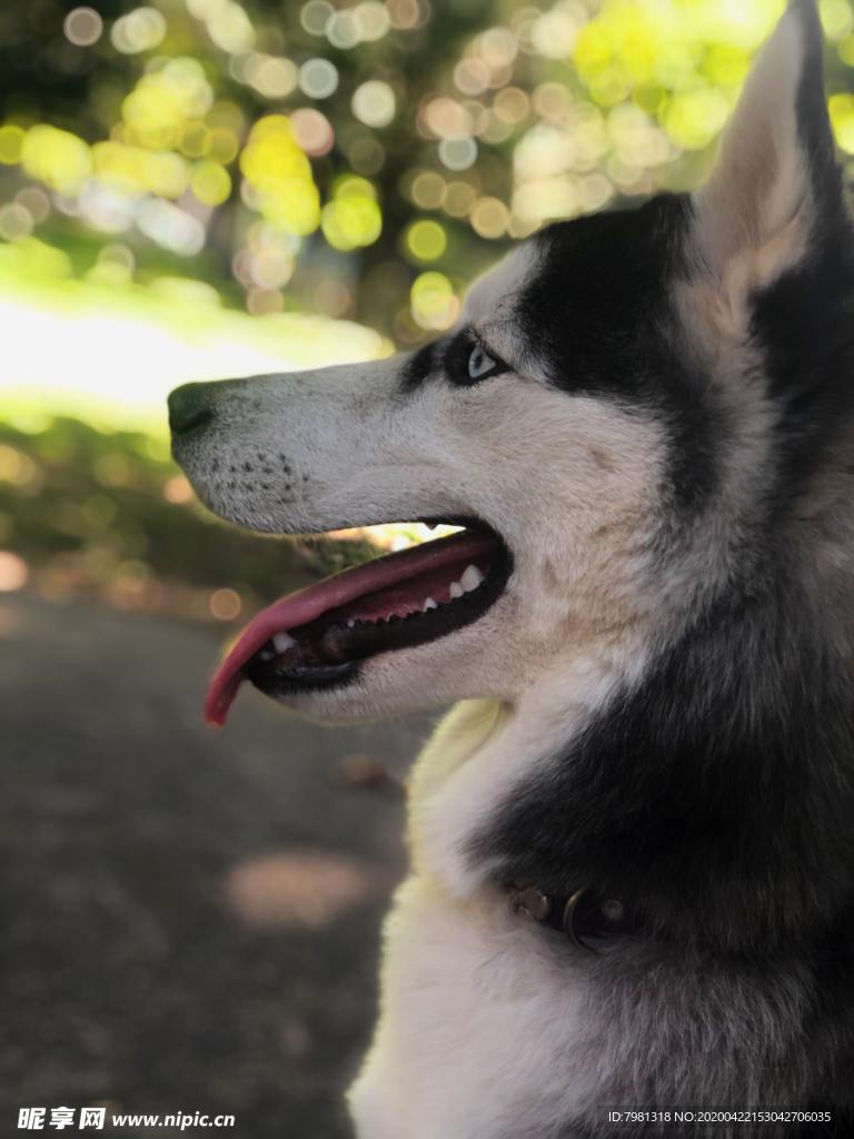 狗