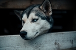 狗