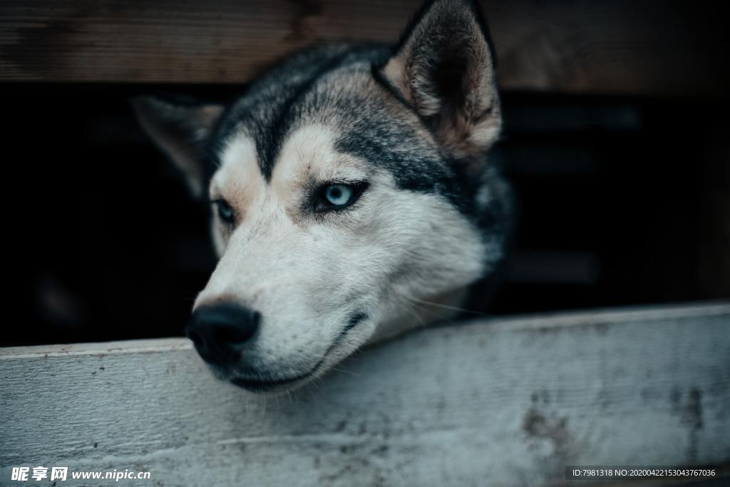狗