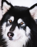 狗