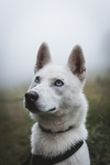 狗