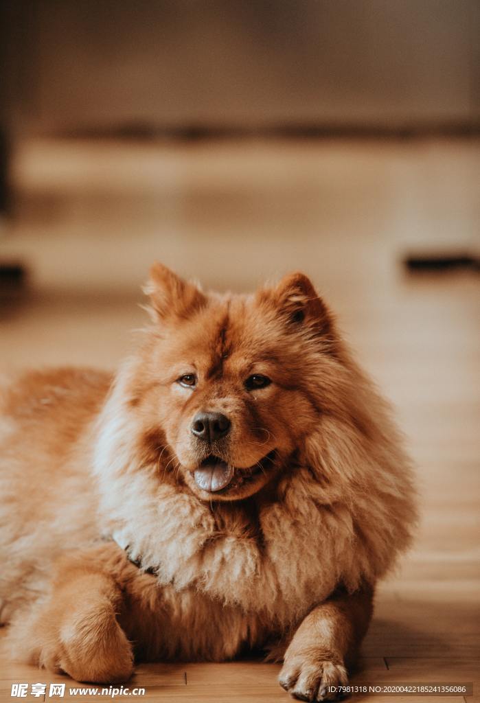 狗