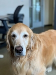 狗