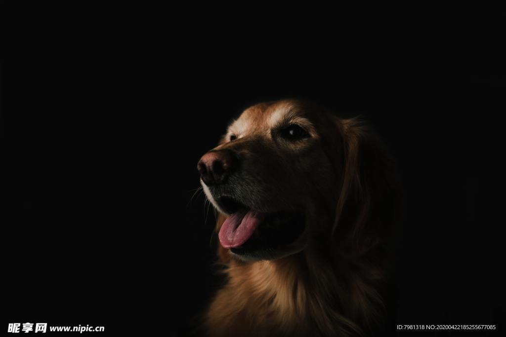 狗