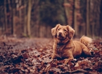 狗