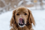 狗