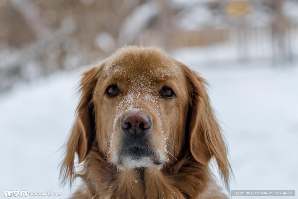 狗