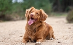 狗