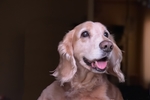 狗