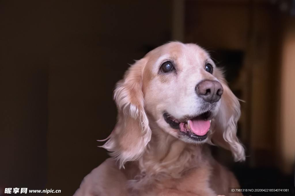 狗