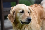 狗
